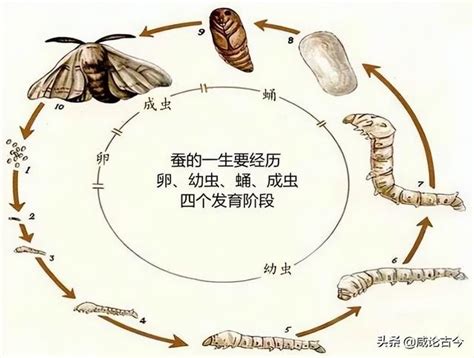 蠶的生命週期|蠶的一生